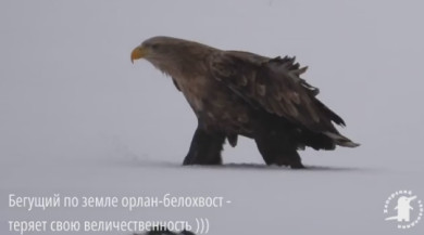 Величественный хищник чуть не лишился добычи в воронежском заповеднике (ВИДЕО)