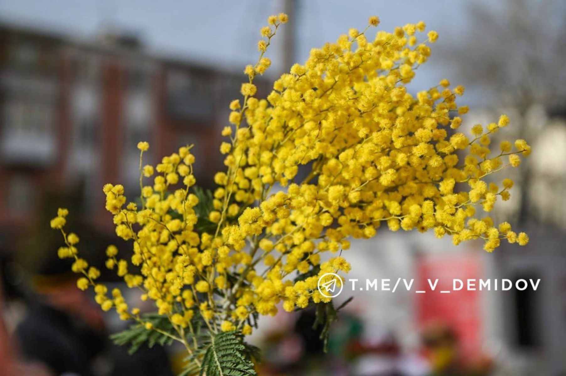 Белгородцы смогут купить цветы на сельскохозяйственной ярмарке 8 марта
