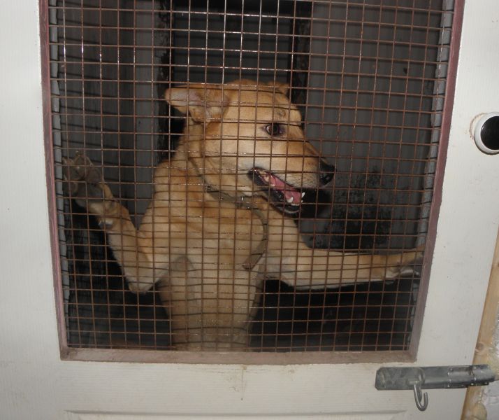 Бездомная собака запугала детей в Разумном