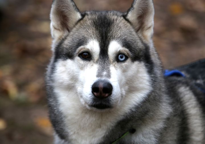В Белгородском районе женщина заявила об убийстве собаки