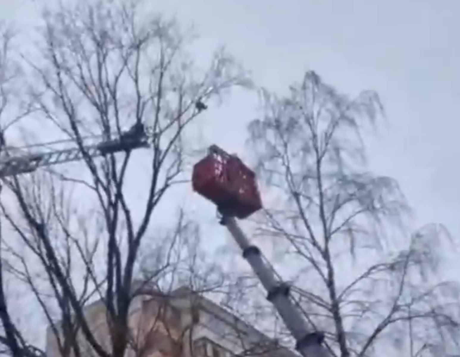 В Белгороде кота спасли с высокого дерева