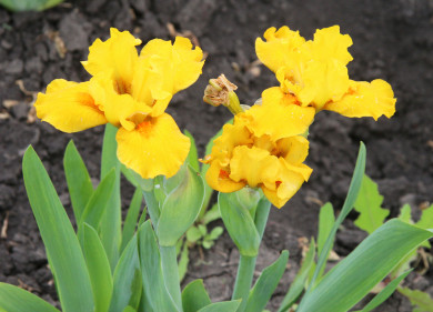 Прогноз погоды в Воронеже на пятницу, 21 марта