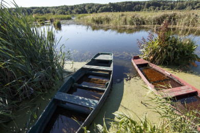 Слухи о грядущей засухе прокомментировали власти Воронежской области