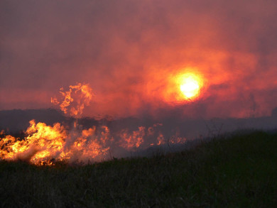 Выяснилось, сколько ландшафтных пожаров вспыхнуло за день в Воронежской области
