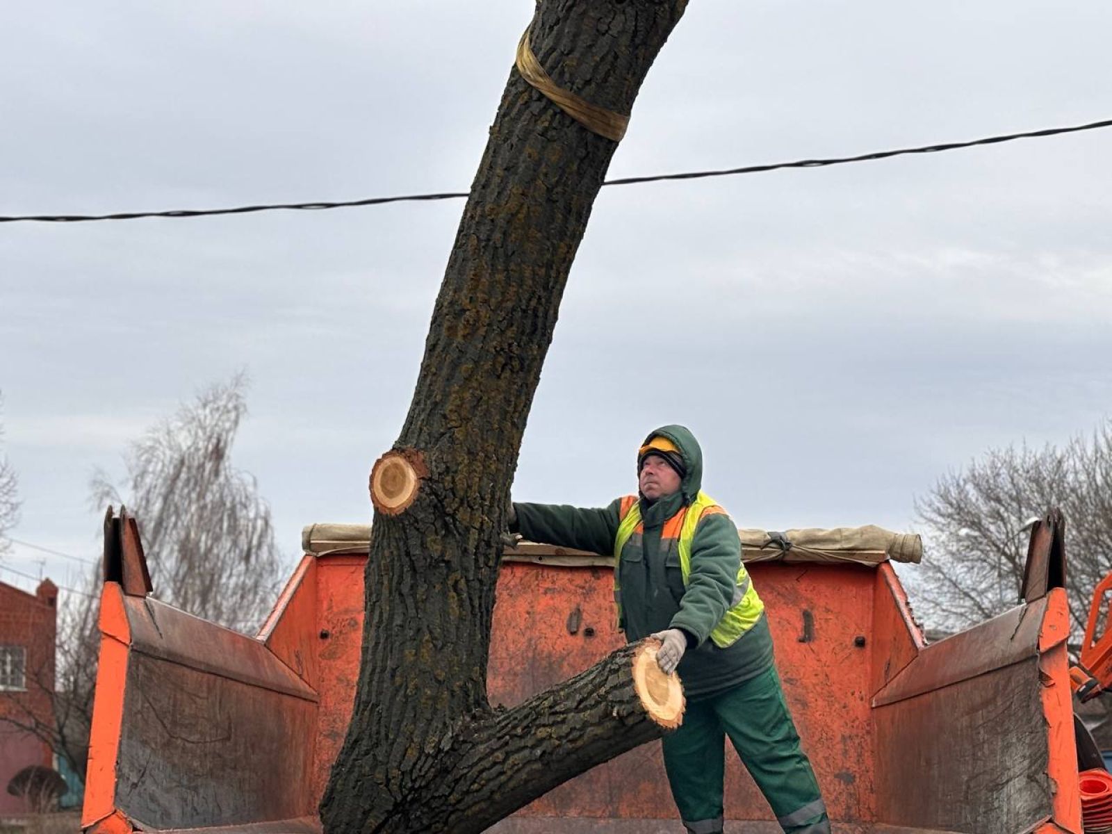 В Белгороде обрезали опасное дерево в школьном дворе