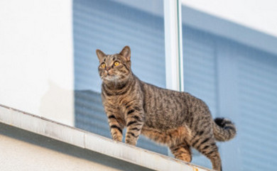 Воронежским любителям животных: для чего кошкам мешок на животе