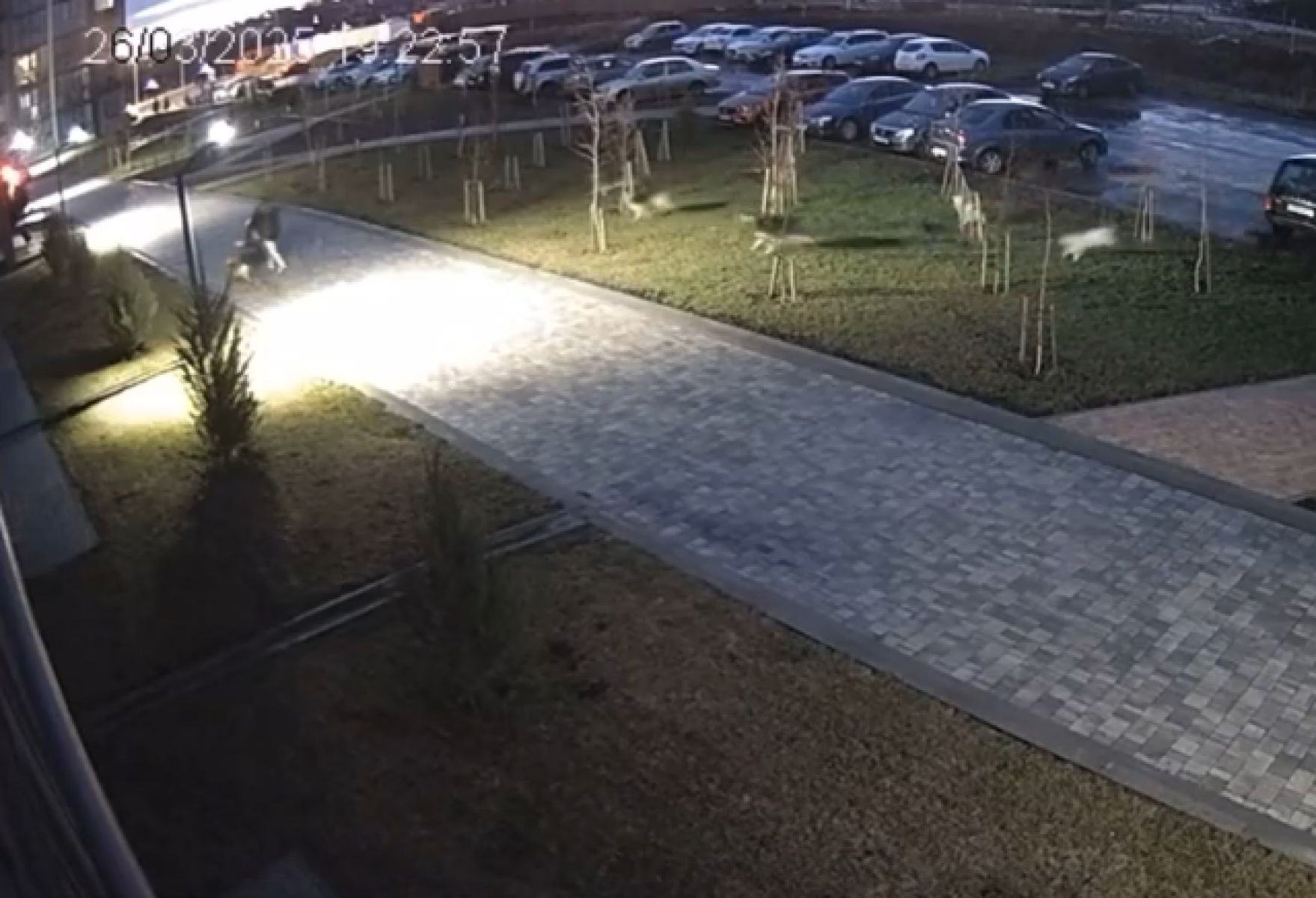 Белгородцы требуют разобраться со стаей бродячих собак в Северном