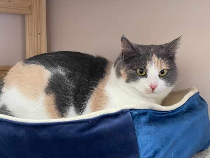 Воронеж любит животных: поможем найти дом чудесным котикам