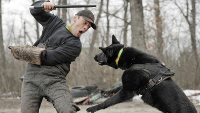 Воронежский кинолог: «Овчарка вцепилась в мою голову и протащила по асфальту 200 метров»