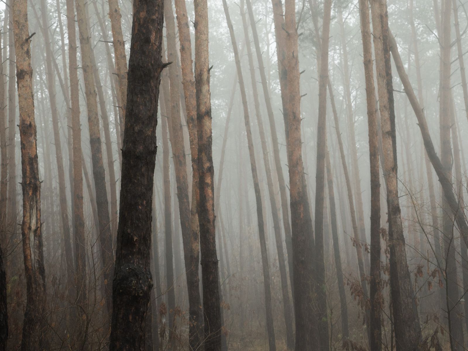 Дитрий Жемчужников
