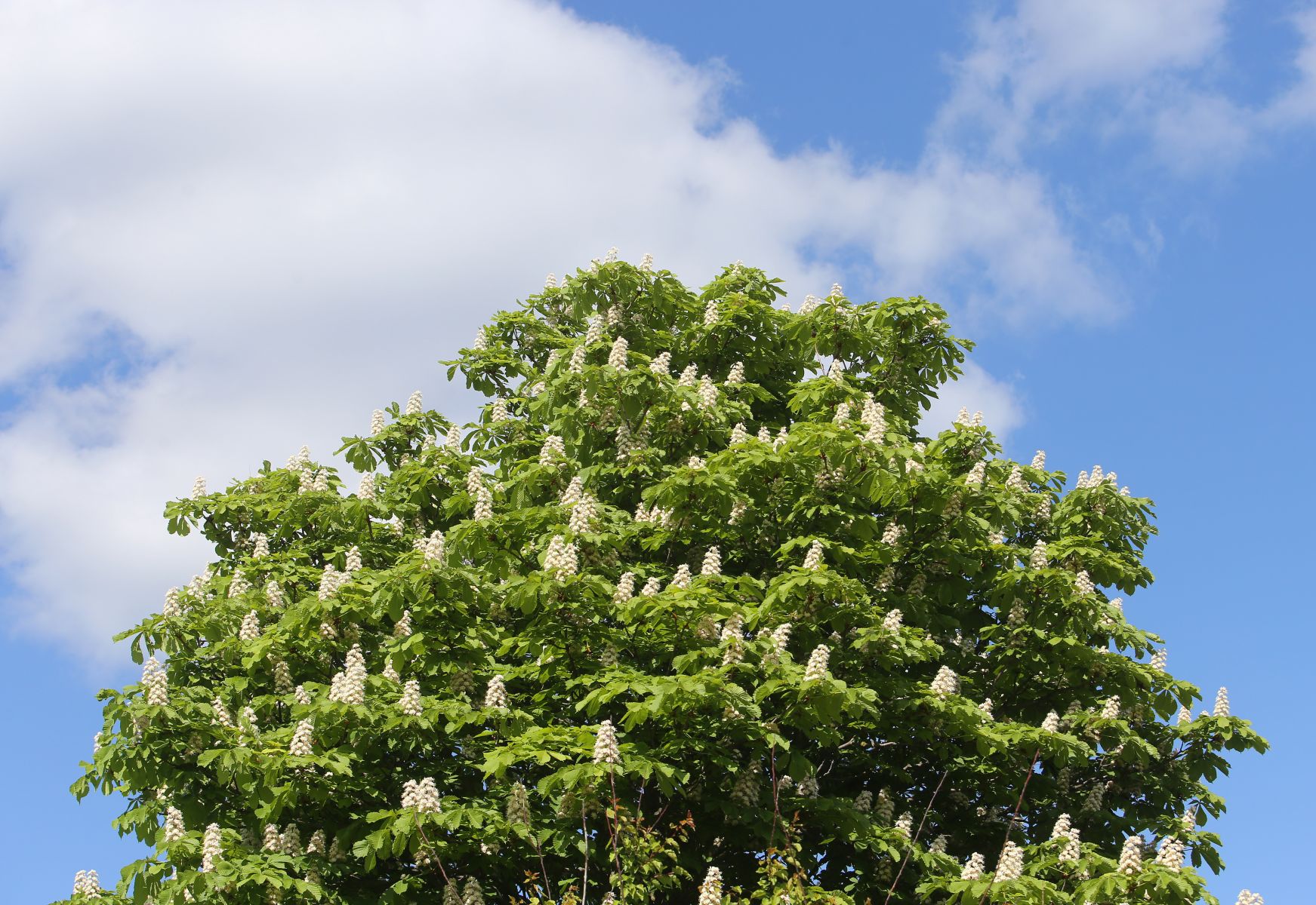 Начало апреля принесет в Курск погодные качели