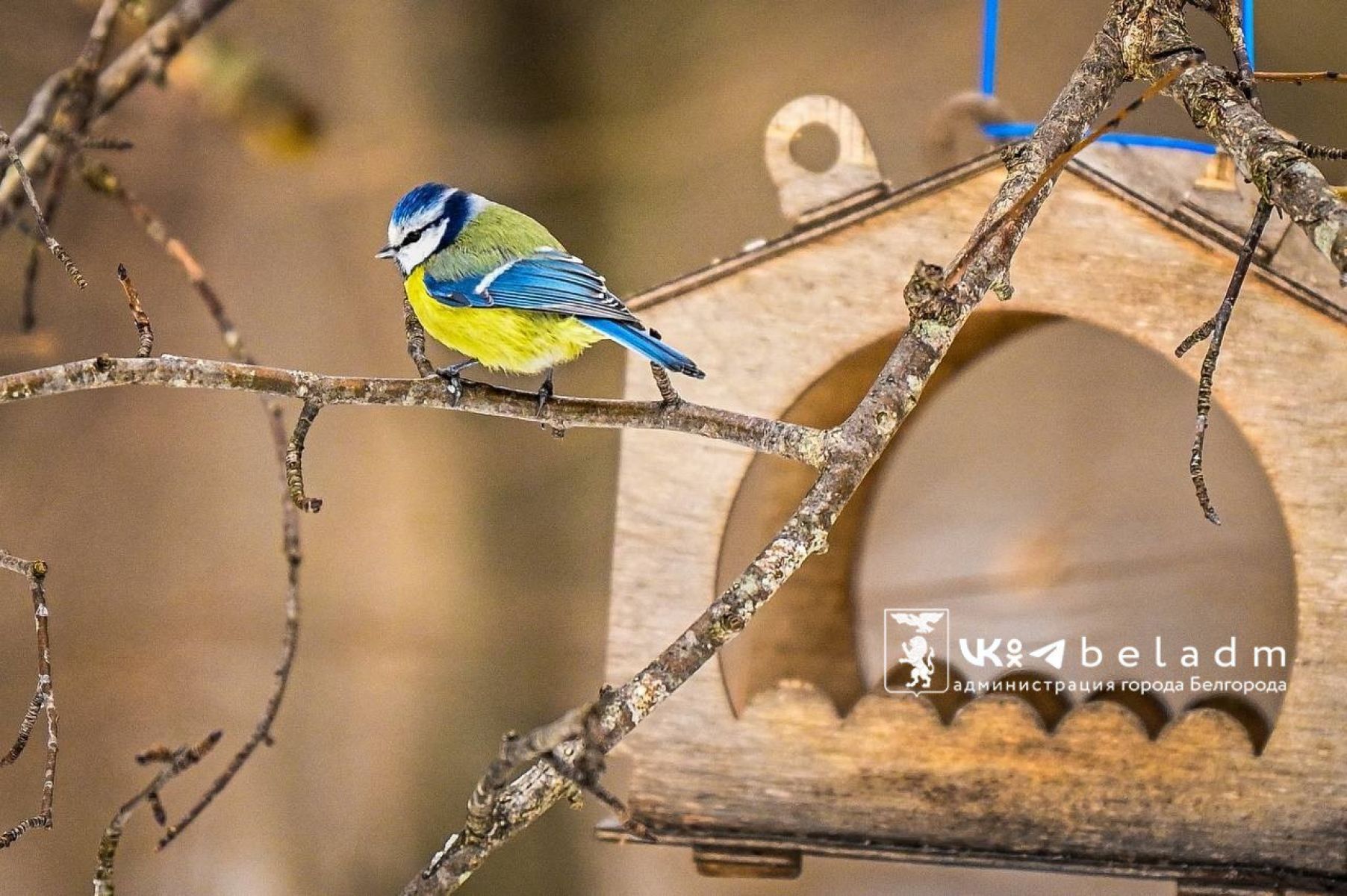 В Белгороде поселились новые птицы