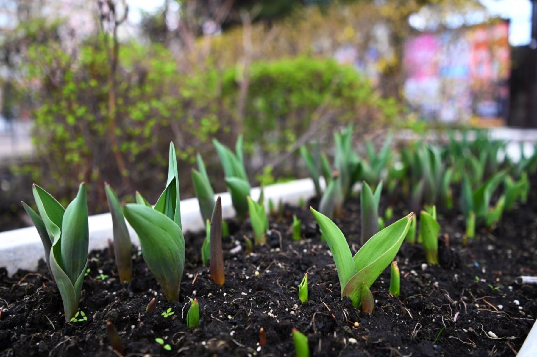 На Белгород надвигается резкое потепление