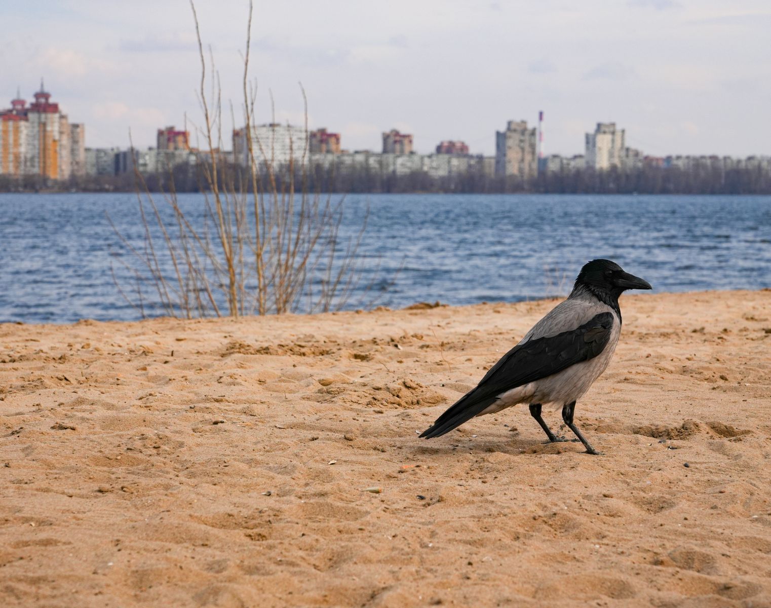 Апрельский снегопад и&nbsp;конфликт со стрельбой. Главные новости Воронежа и&nbsp;области за&nbsp;8 апреля