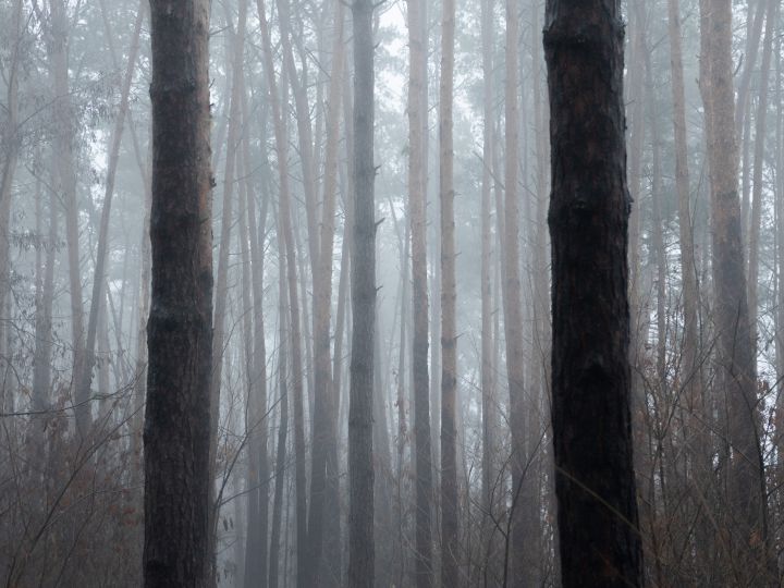 Поставила на уши МВД и волонтёров. Странная история случилась с воронежанкой в лесу