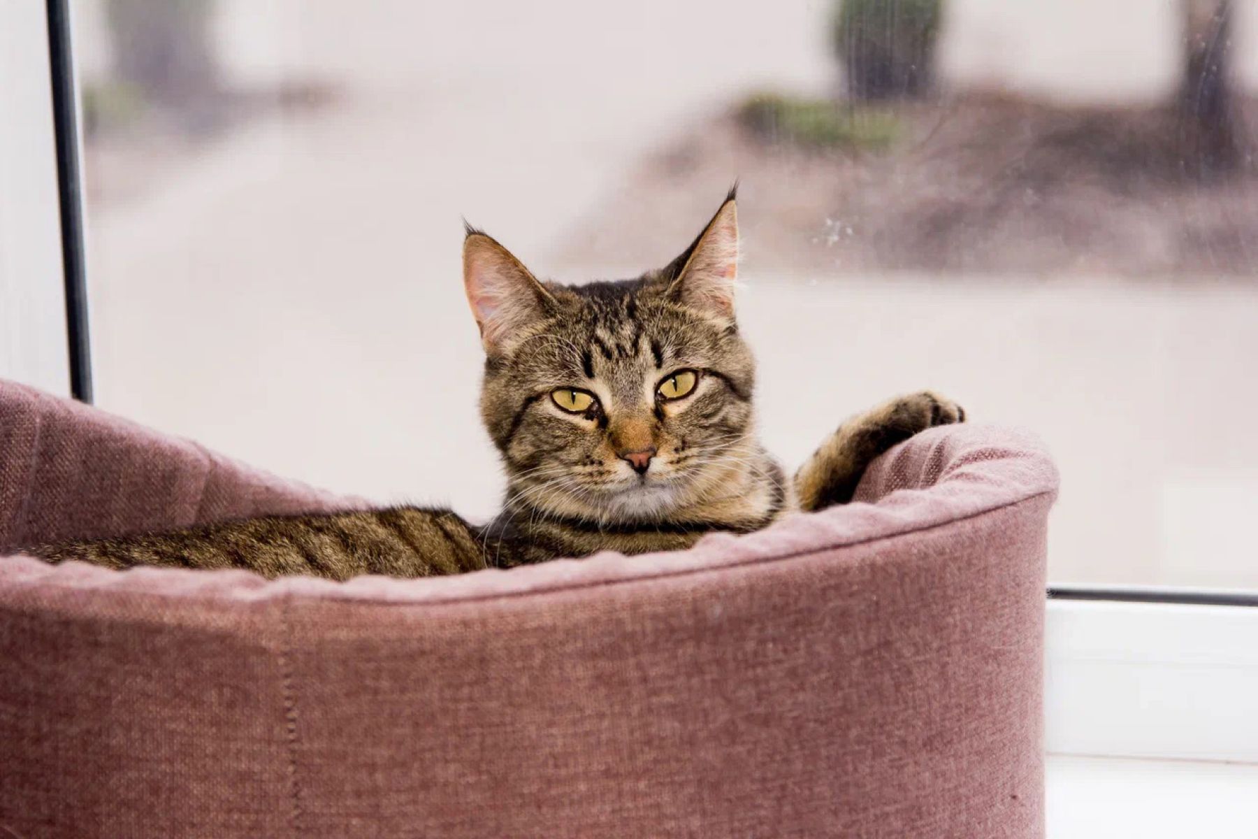 Воронеж любит животных: пушистые котики ждут самых лучших хозяев