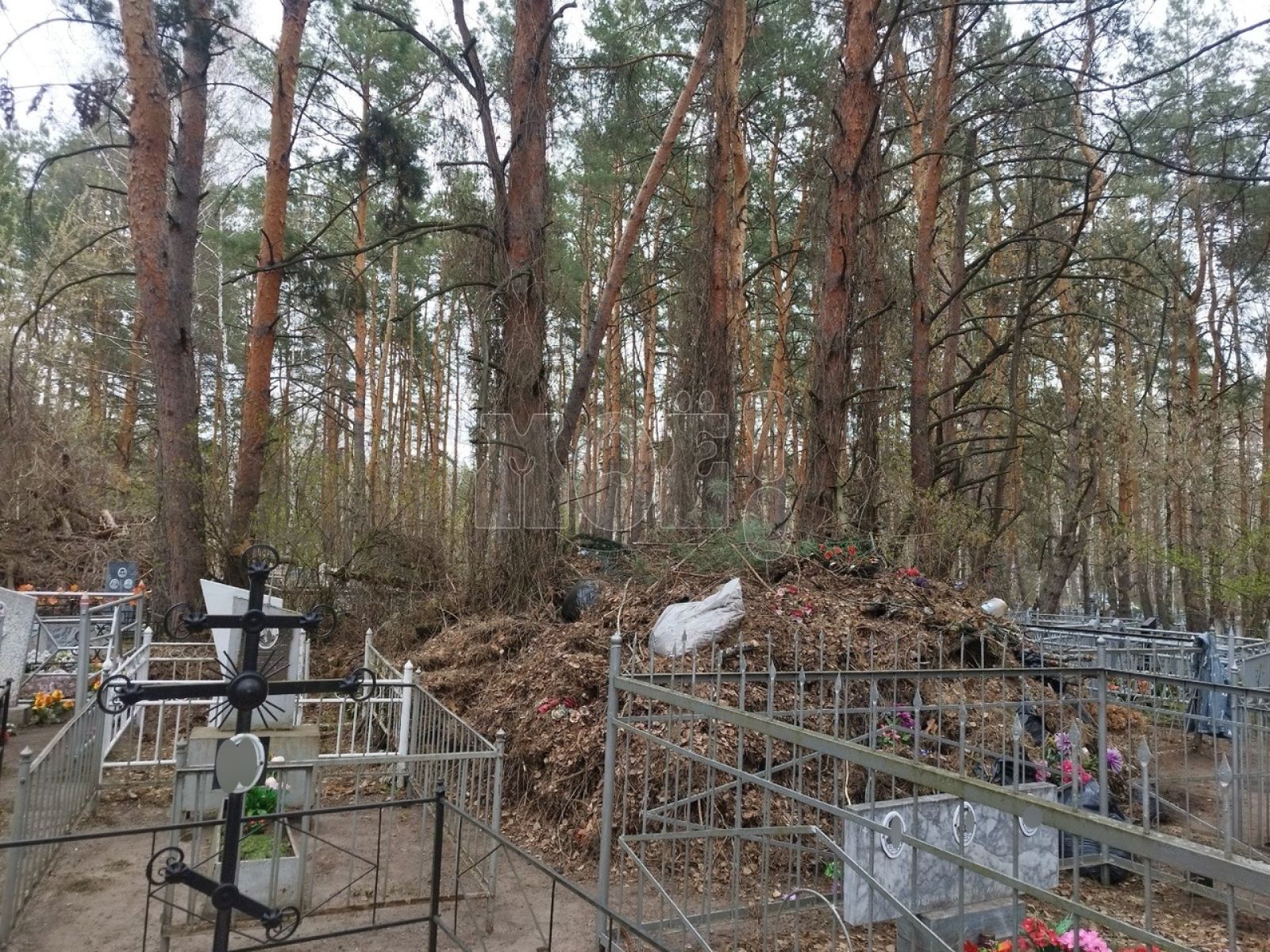 Свинское поведение на кладбище взбесило воронежцев