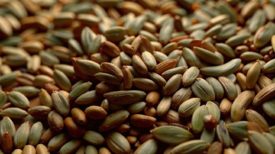 12 тонн семян с ГМО завезли из-за границы в Воронежскую область