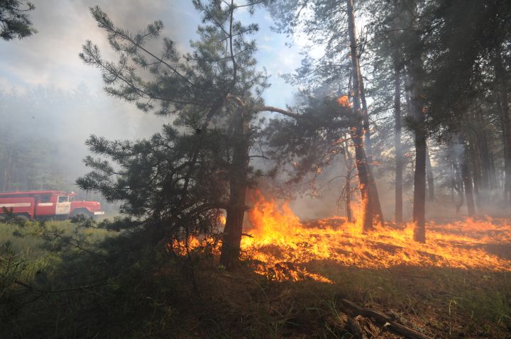 Особый противопожарный режим ввели в Воронежской области — что нельзя делать на даче и в лесу