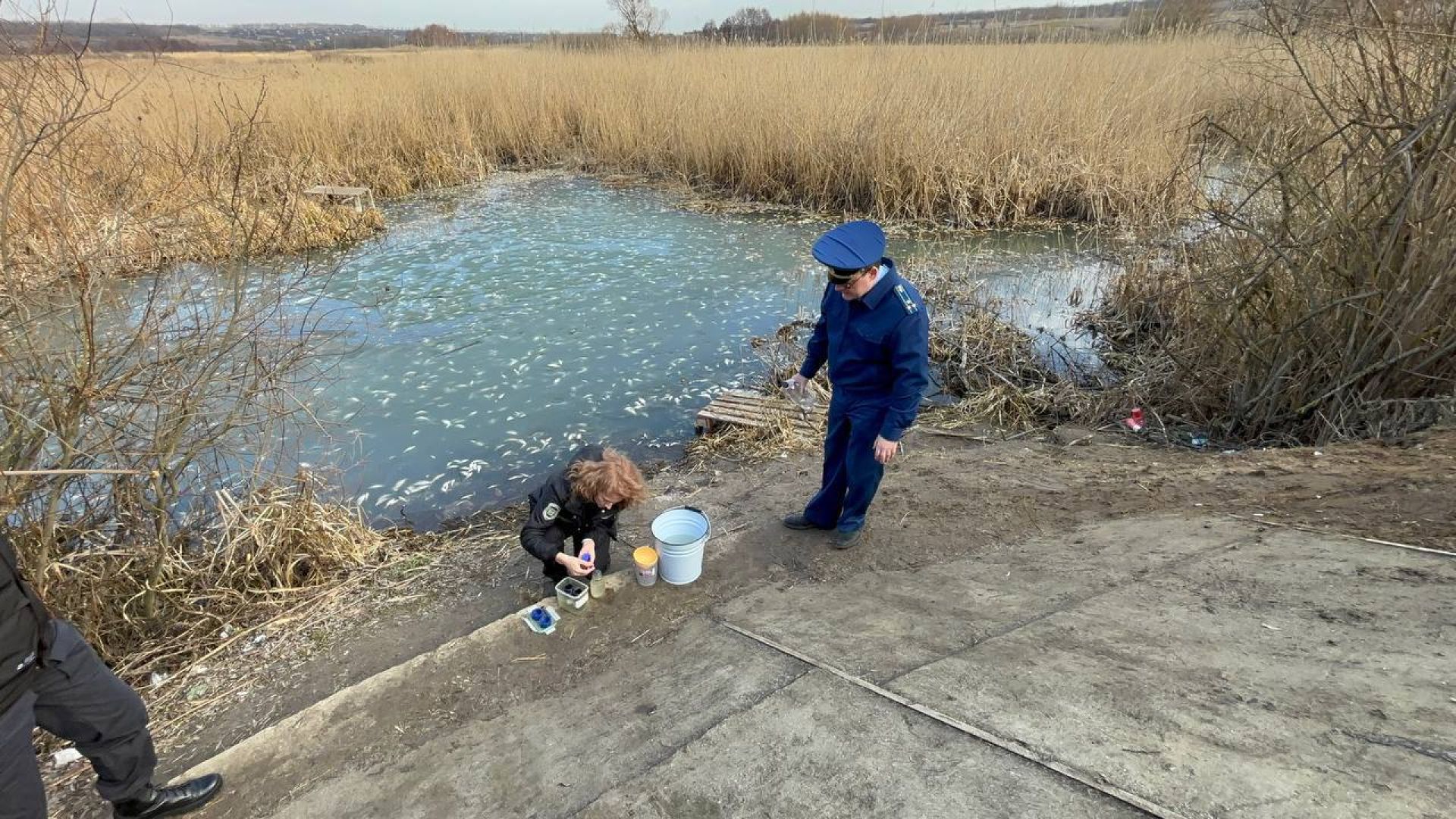 В Белгородской области массово гибнет рыба