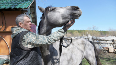 Зачем пенсионеру МВД семья диких кабанов и восемь лошадей