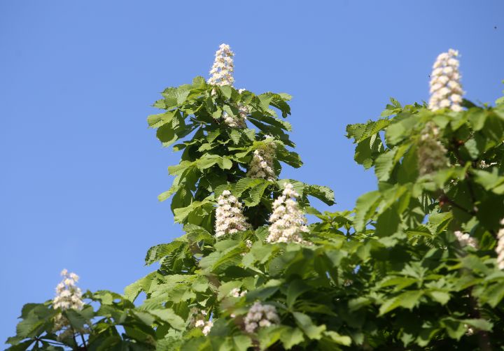 Летнее тепло задержится в Белгороде еще на один день