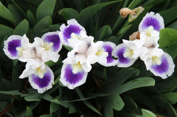 Аномальная жара накроет Белгород на предстоящей неделе