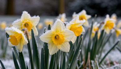 Заморозки до -7° могут нагрянуть в Воронежскую область
