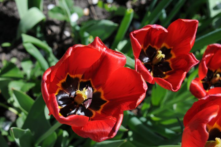 В Белгороде мужчина испортил городскую клумбу ради букета для девушки