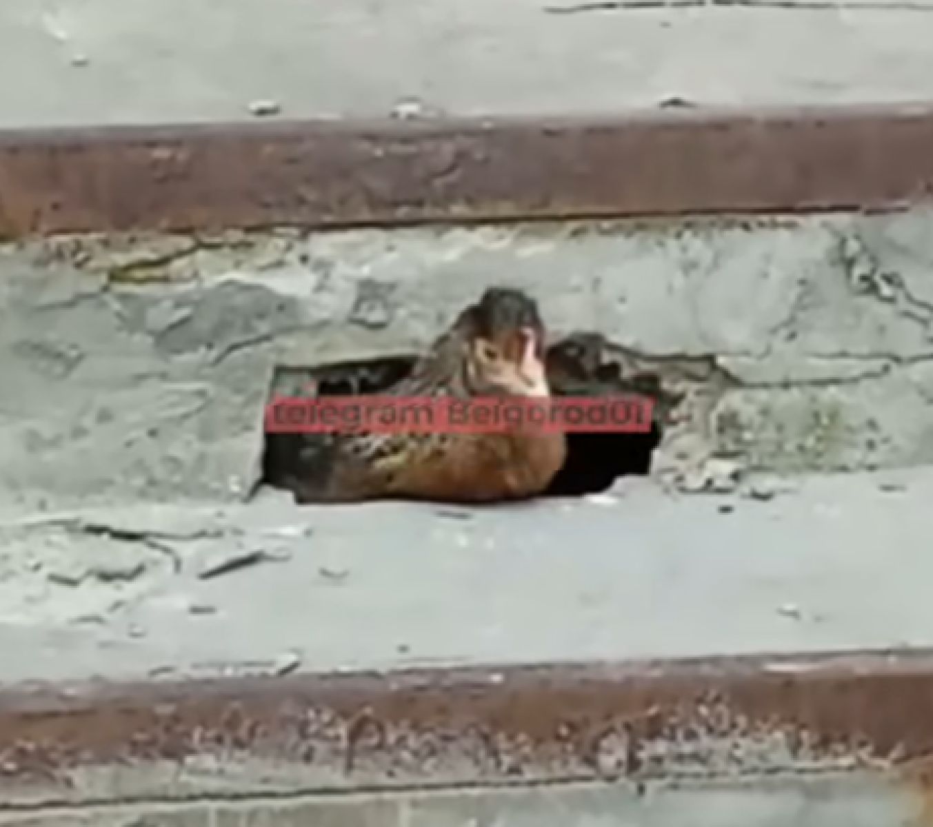 В Белгороде курица застряла под ступеньками многоквартирного дома