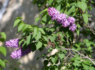 Испортят ли дожди майские праздники воронежцам 
