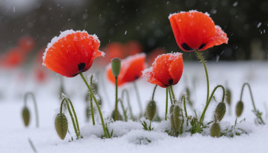 Синоптик рассказал, обрушатся ли заморозки на Воронежскую область в мае 