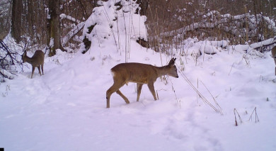 Бродячие псы загрызли косуль в воронежском заповеднике 