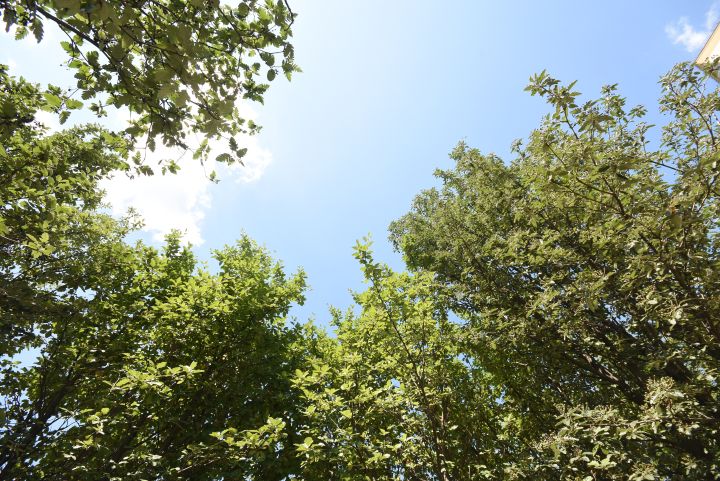 «Чёрных лесорубов» задержали под Воронежем