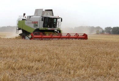 Майские заморозки в Воронежской области второй год подряд губят озимые