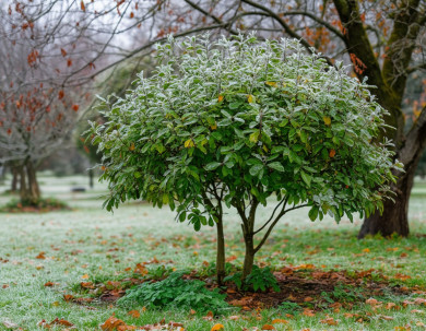 Разочарование. Садовод рассказал о печальных последствиях заморозков