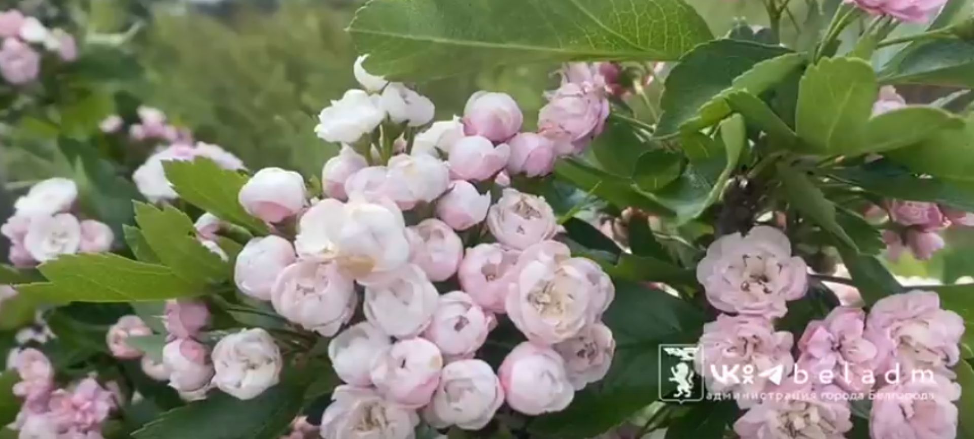 В Белгороде расцвел боярышник
