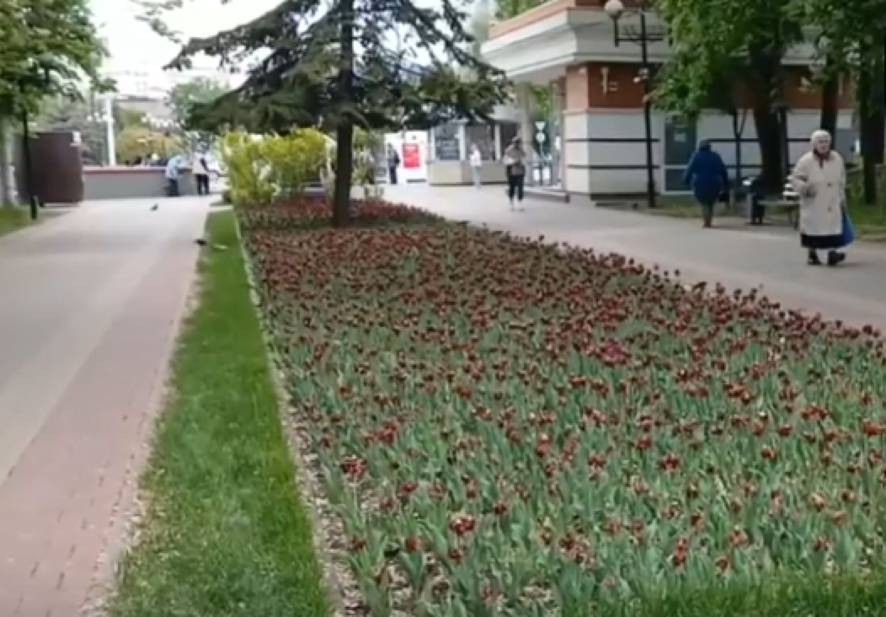 В Белгороде засохшие тюльпаны меняют на летние цветы