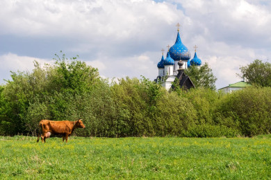 Подкормка вишни под корень: 10 г на 10л воды - и плоды сочные и не трескаются