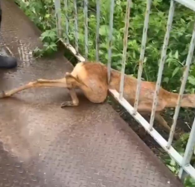 В Губкине спасли застрявшую в заборе косулю