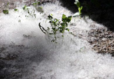 Внезапный «снегопад» в мае удивил воронежцев