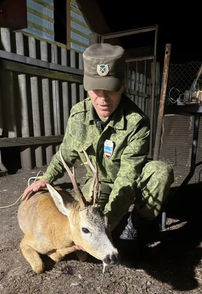 В Курской области самец косули запутался рогами в сетке