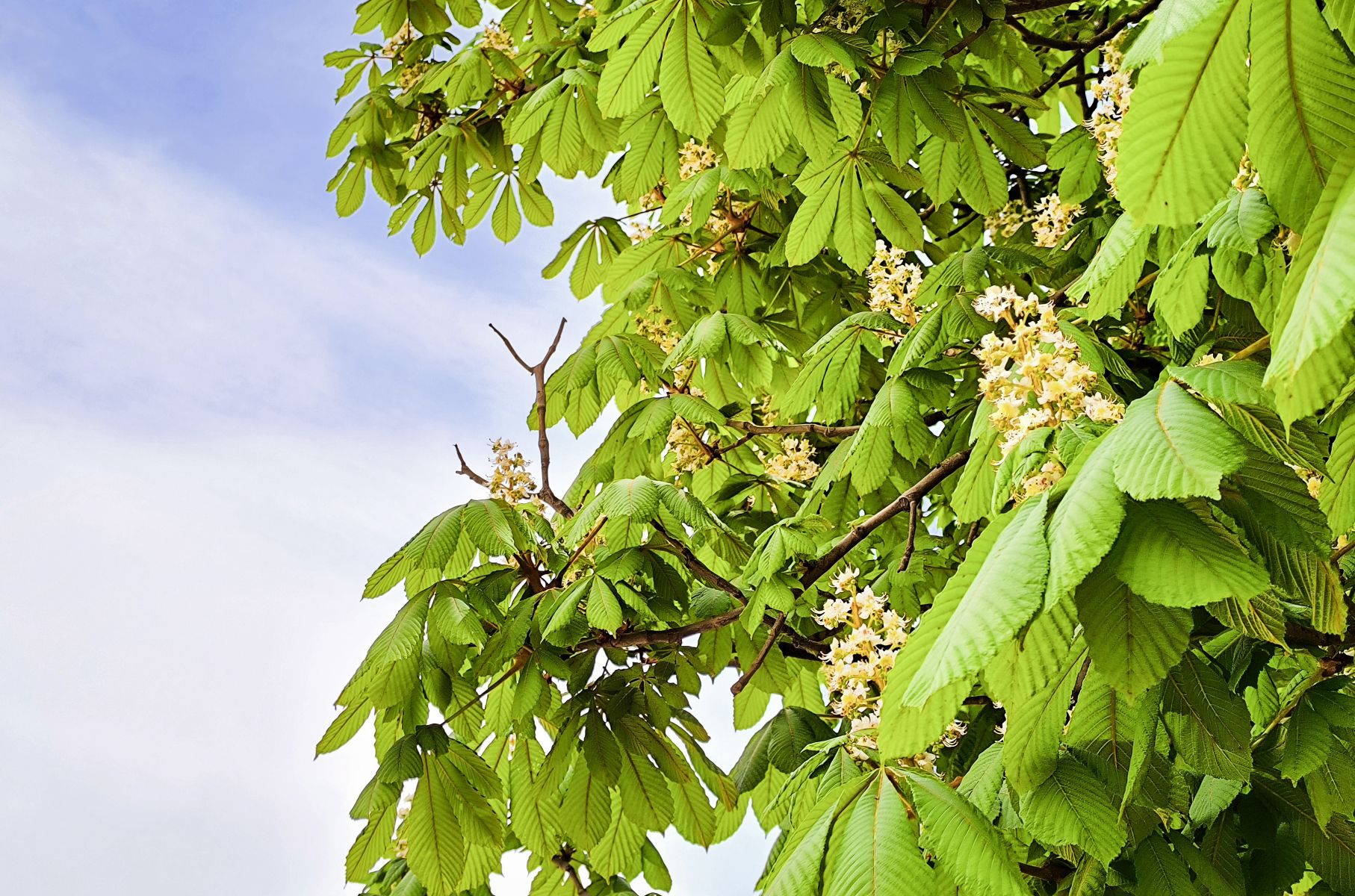 Летняя жара накроет Белгород на выходных