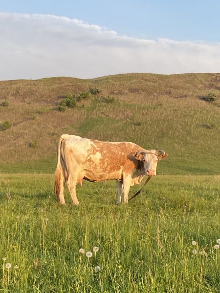 В Курской области соседи разругались из-за невоспитанных коров