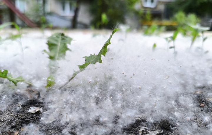 Заключительная неделя мая принесет в Курск похолодание