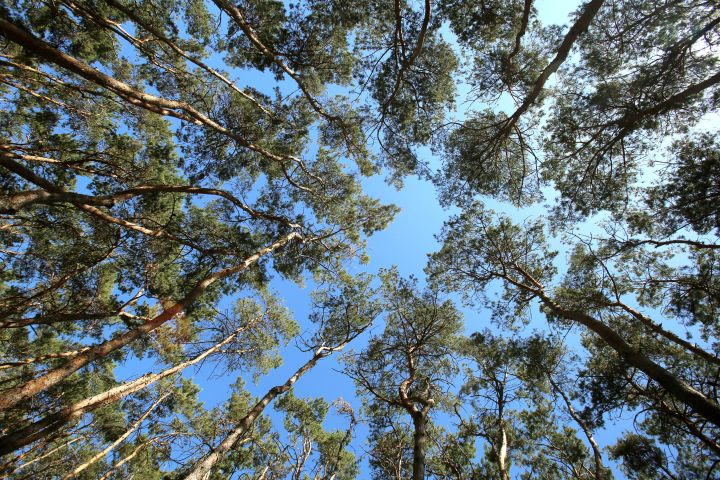 Прогноз погоды в Воронеже на вторник, 27 мая 