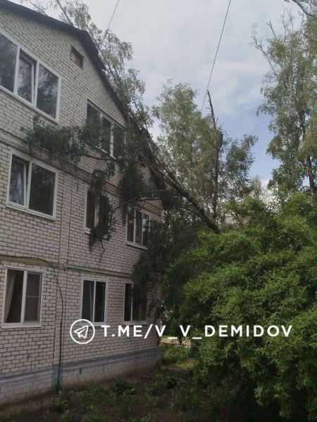 Сильный ветер повалил деревья на улицах Белгорода