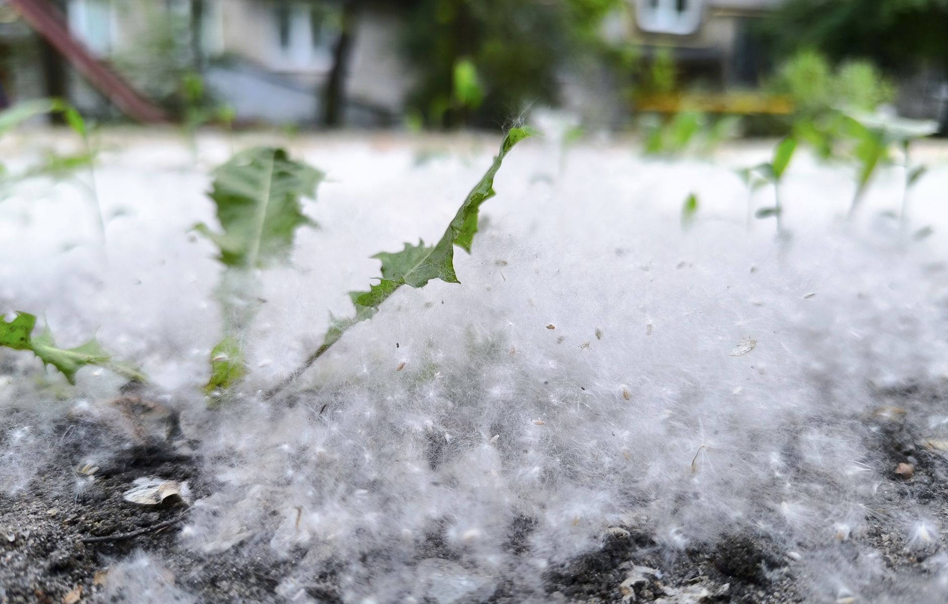 В Белгороде могут арестовать поджигателя тополиного пуха