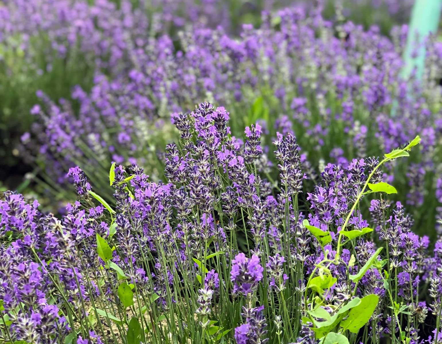 В Белгороде климатическое лето не совпадет с календарным