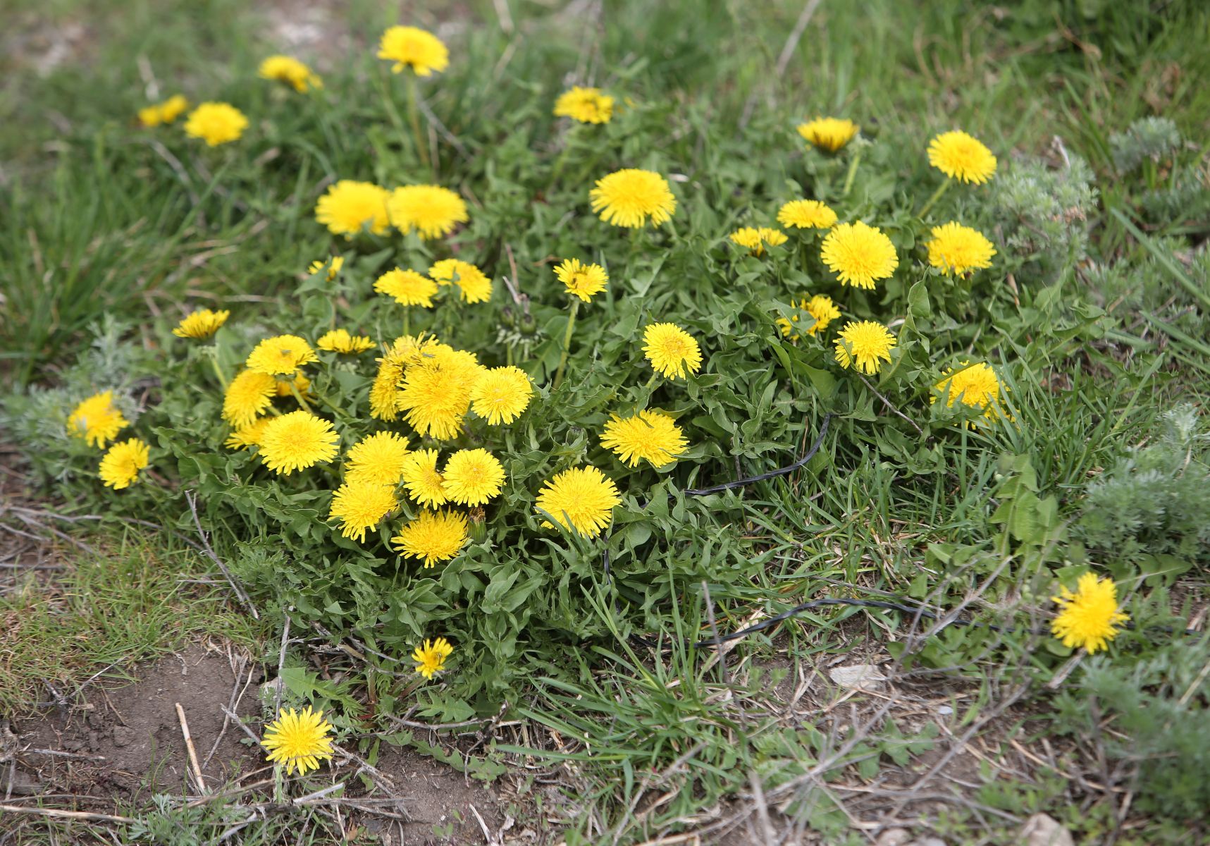 Первый день лета принесет в Курск похолодание